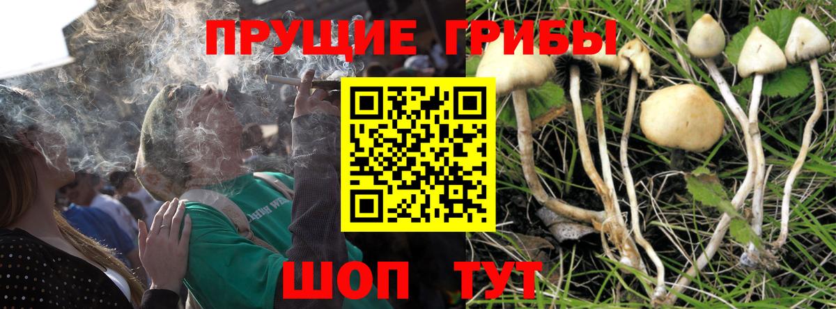 Галлюциногенные грибы мицелий Волхов